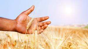 Wheat suppliers in haryana