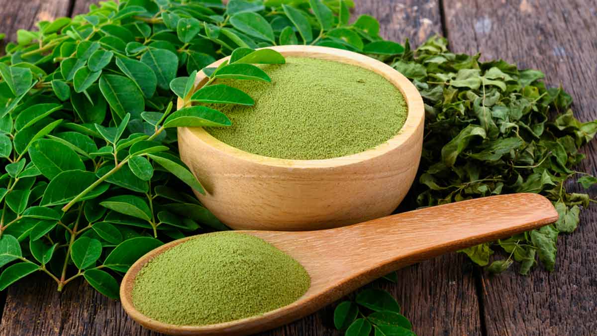 Moringa Powder Suppliers in gujarat
