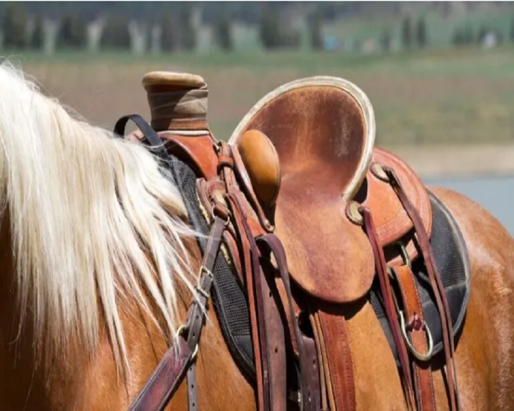 Horse Saddle Pad