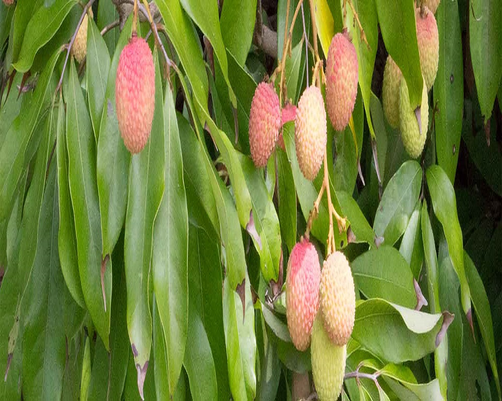 Tezpur Litchi