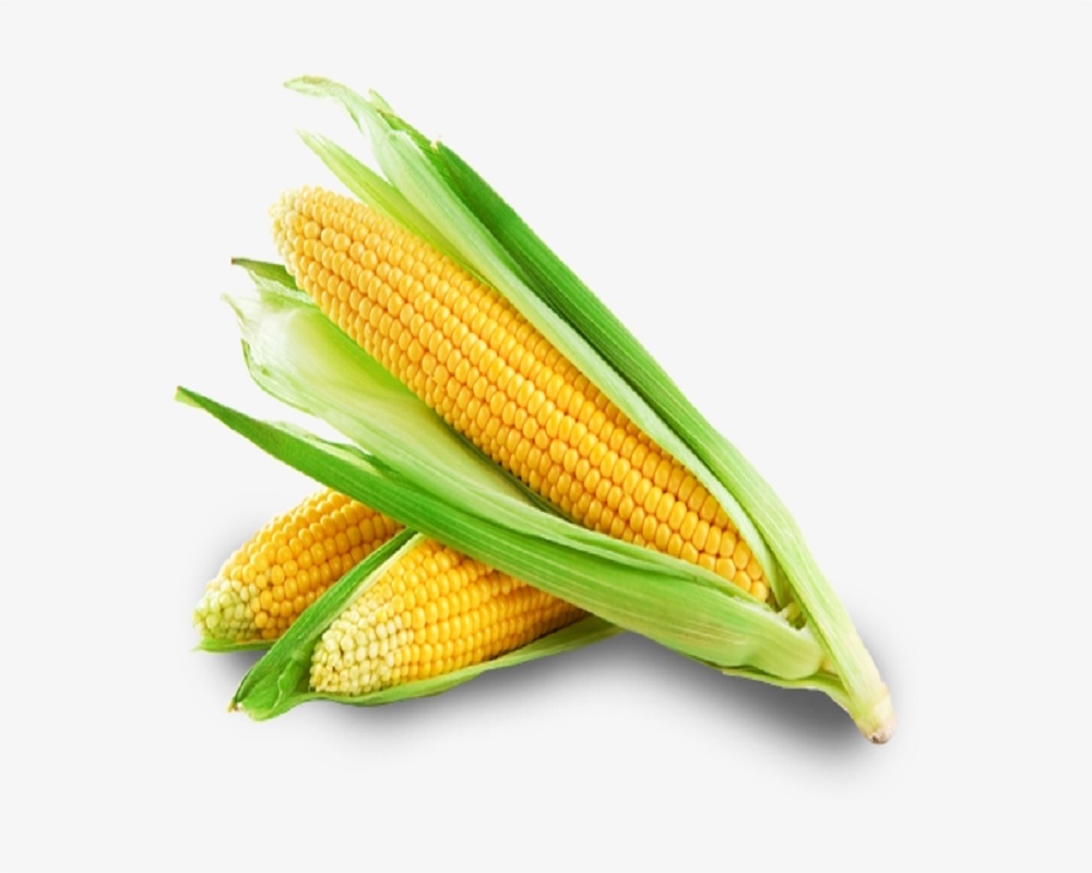 sweet corn