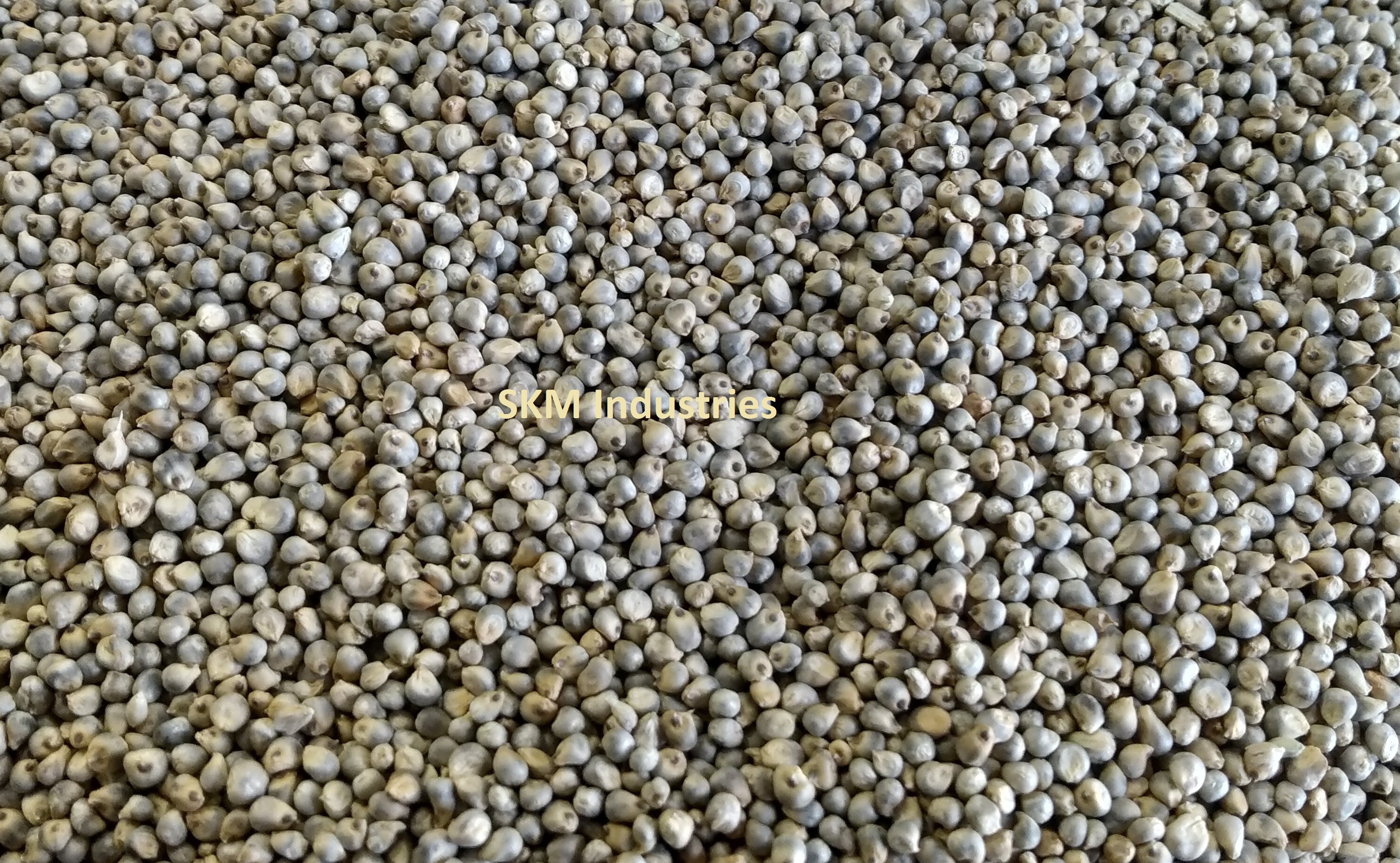 GREEN MILLET
