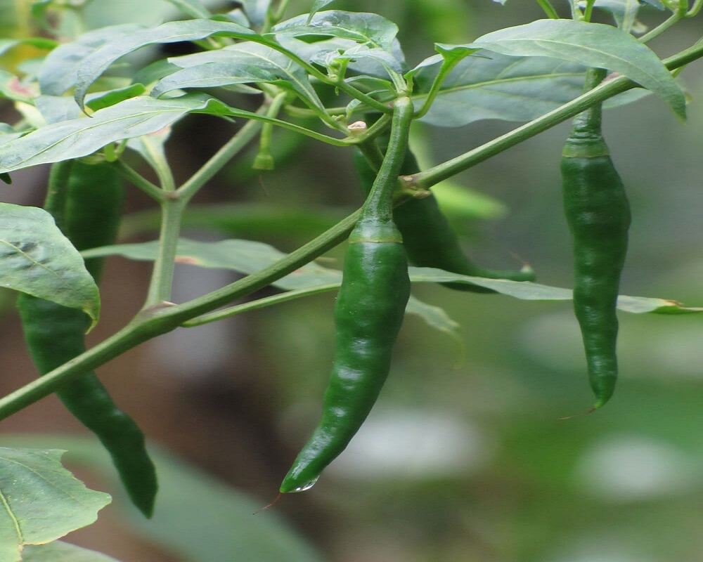 Green chilli