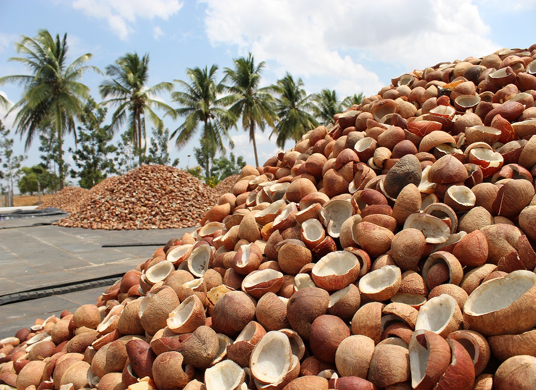 Fresh Indian Coconut