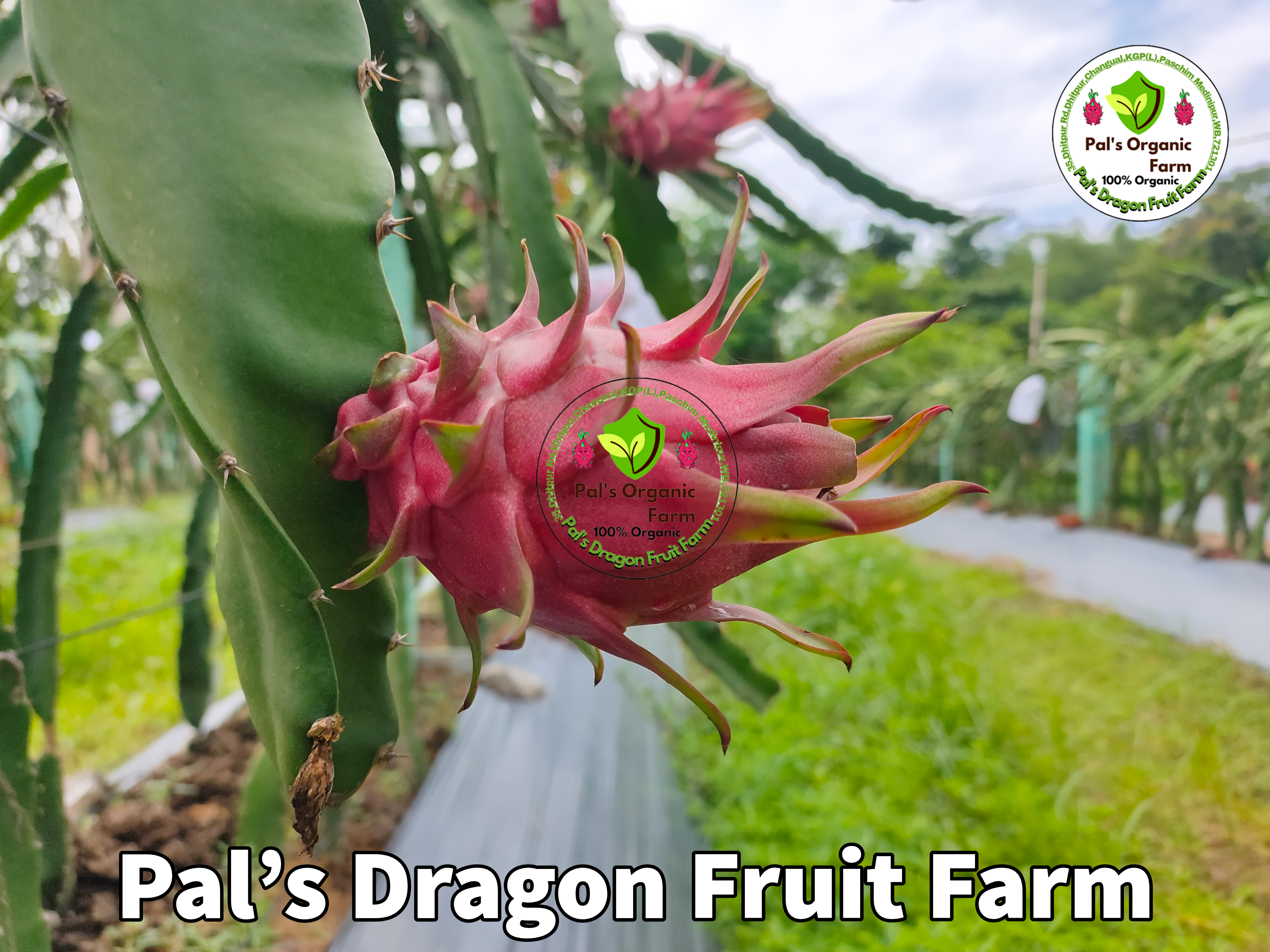 Red Dragon Fruit