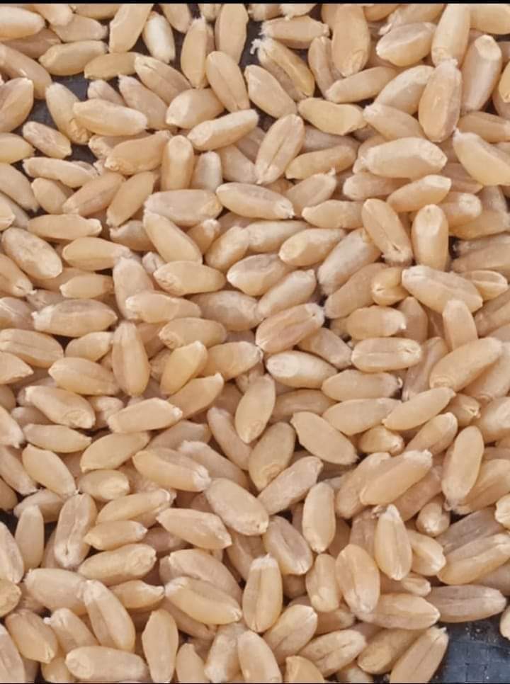 Wheat Grain