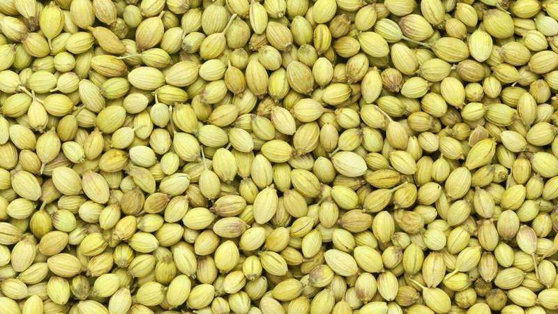 Coriander seed