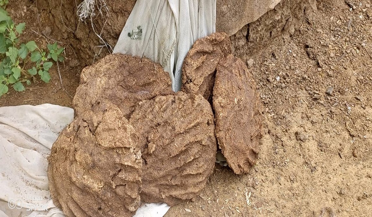 Cow dung