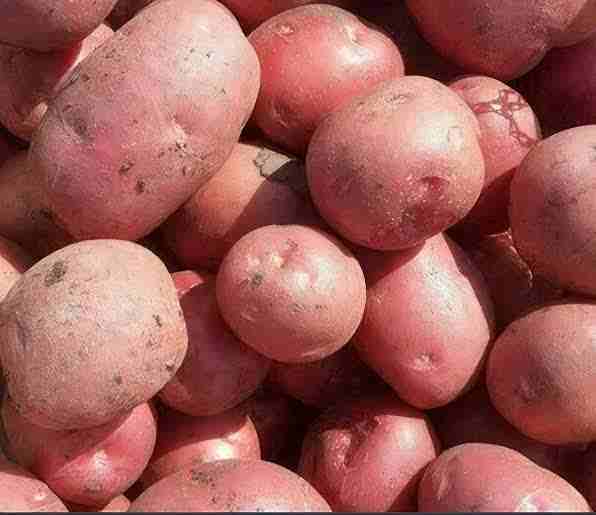 lal gulal potato