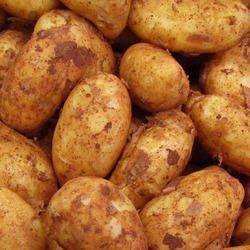 Kufari potato