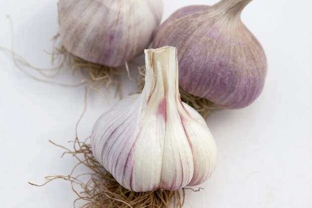 Softneck garlic