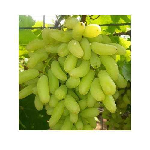 Fresh green grapes