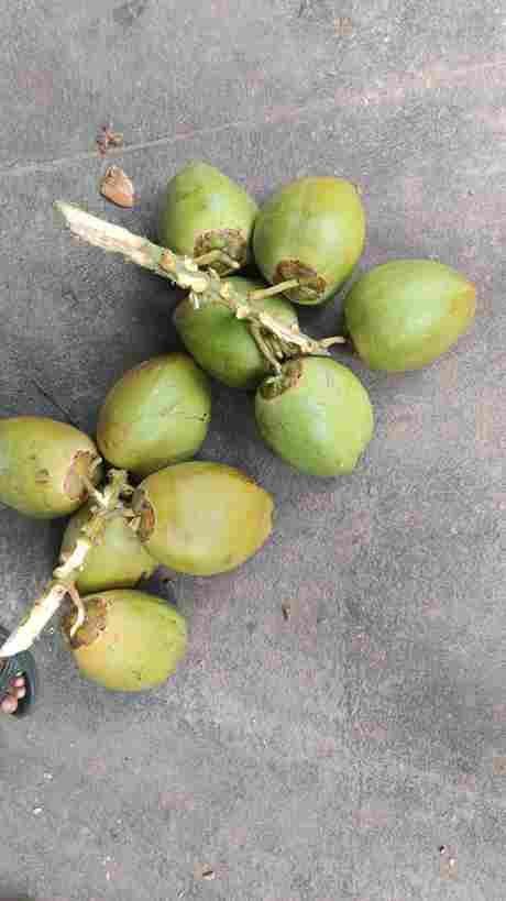 green coconut