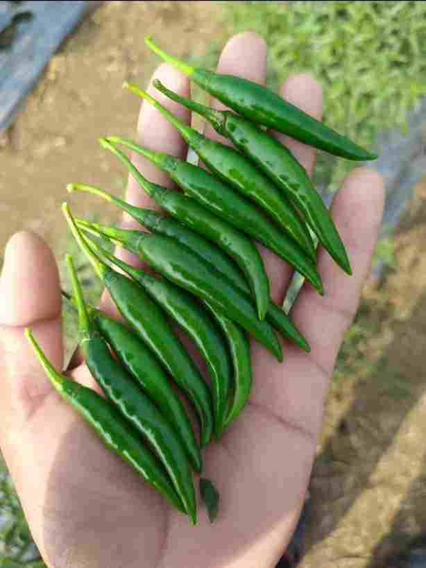 Green chilli