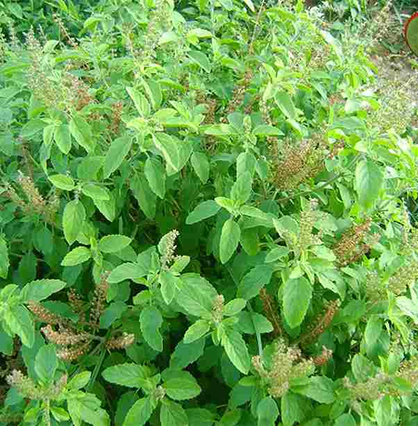 Tulsi 