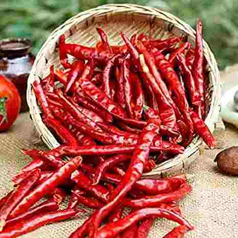  Dry red chilli