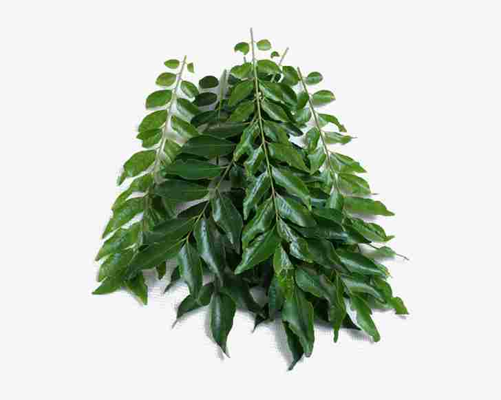 Curry leaf