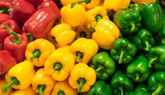 Capsicum