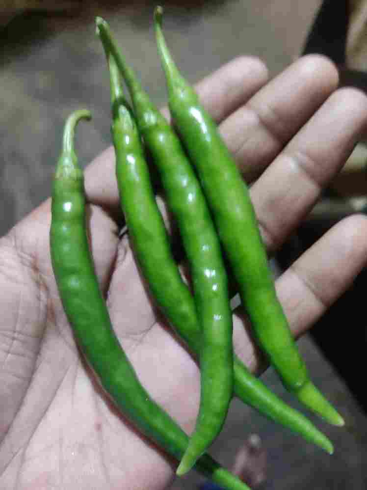 Green chilli