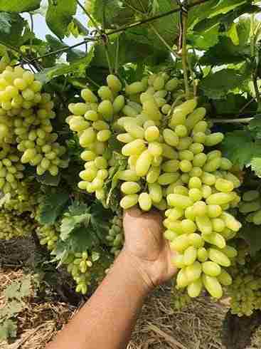 Fresh grapes