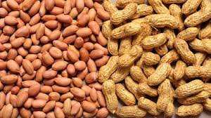 Groundnut