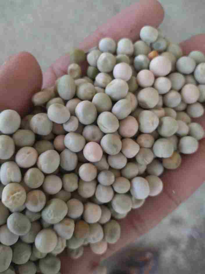 Green Peas