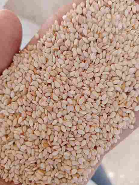 Sesame Seed