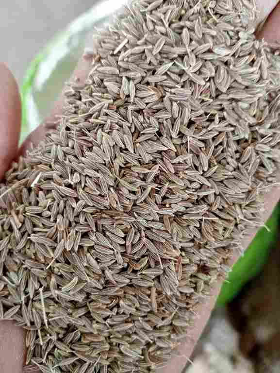 Cumin Seeds