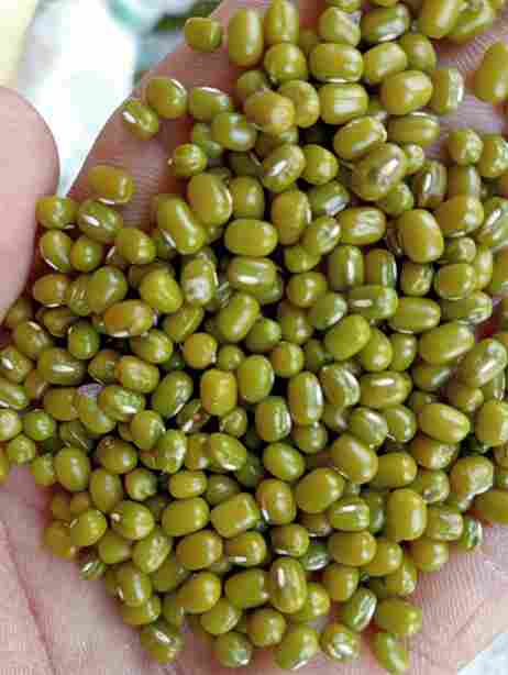 Green Moong Dal 