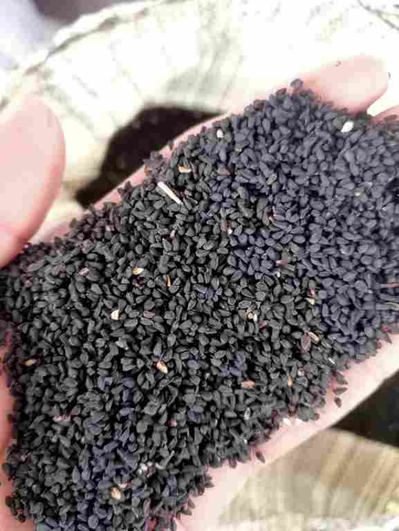 Black Cumin Seeds 