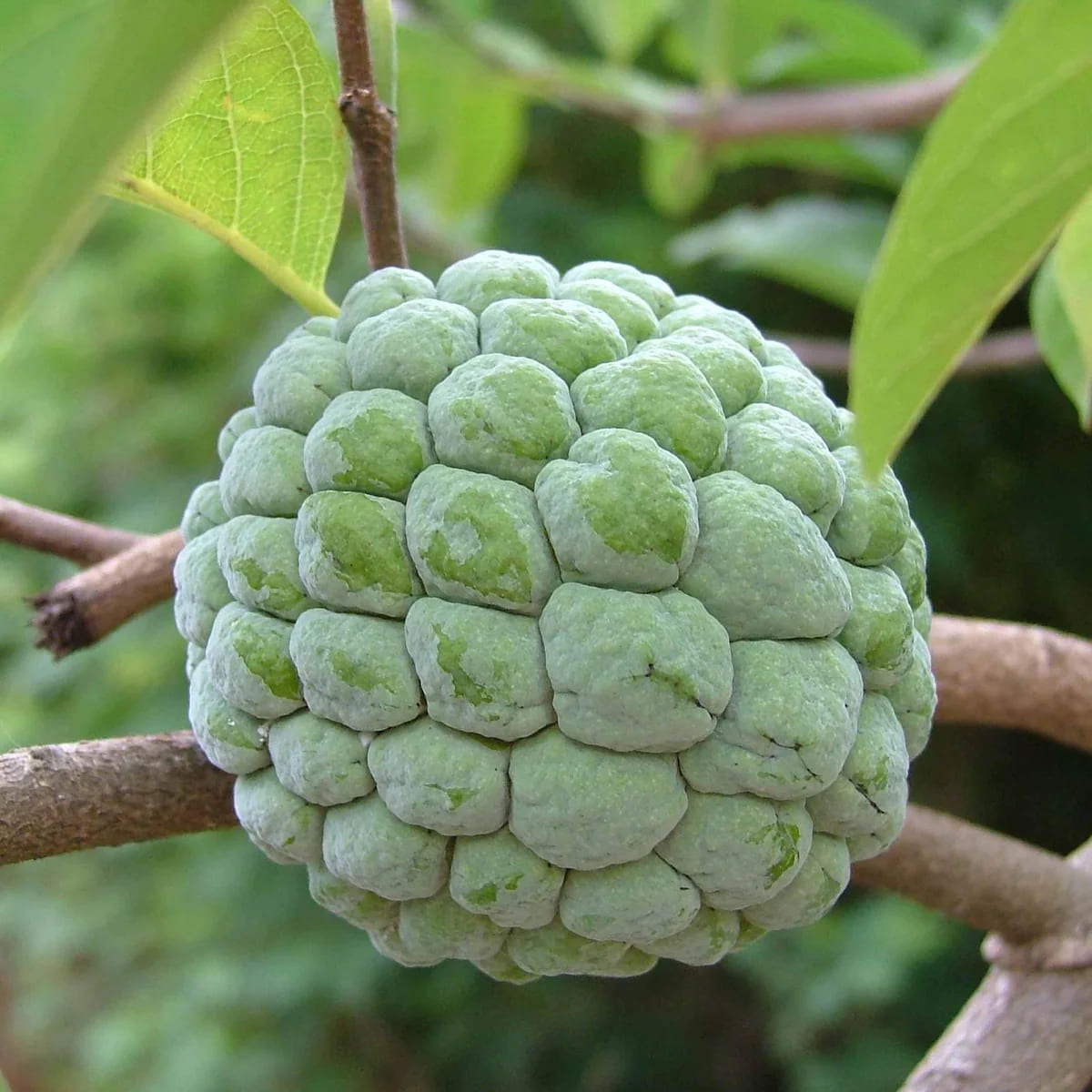 Custard Apple