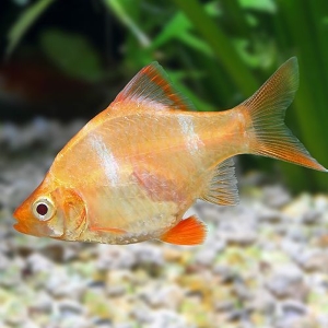 Albino Tiger Barb
