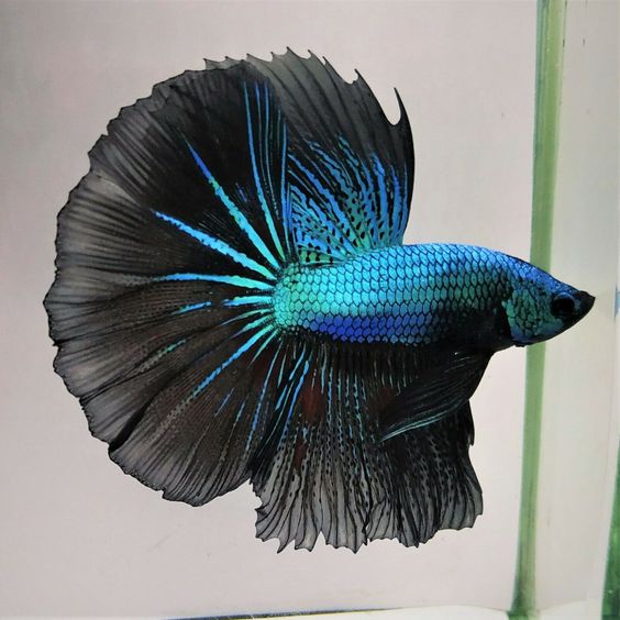 Halfmoon Betta 