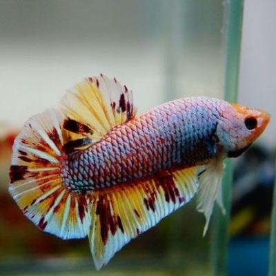 Placard Betta 