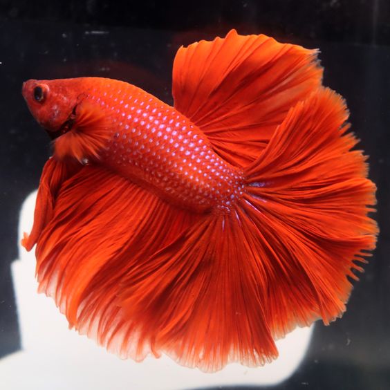 Rosetail Betta