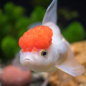 Red Cap Oranda