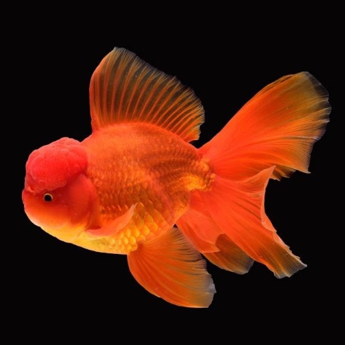 Red Oranda