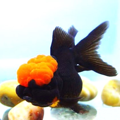 Black Oranda