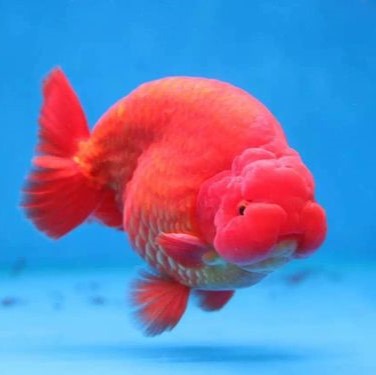 Red Ranchu