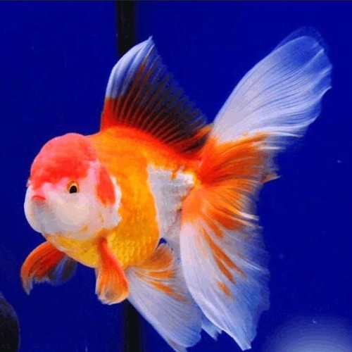 Bi- Colour Oranda