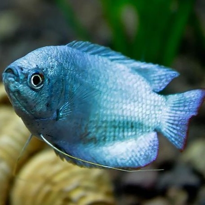 Sky Blue Gourami