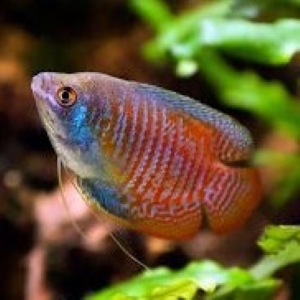Red Dwarf Gourami