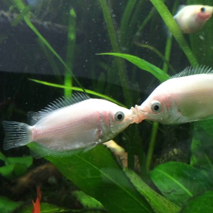 Kissing Gourami
