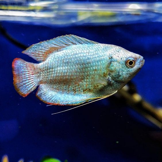 Cobalt Blue Gourami