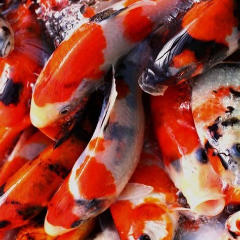 Tri-colour Koi Carp