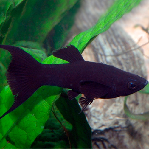Black Lyretail Molly