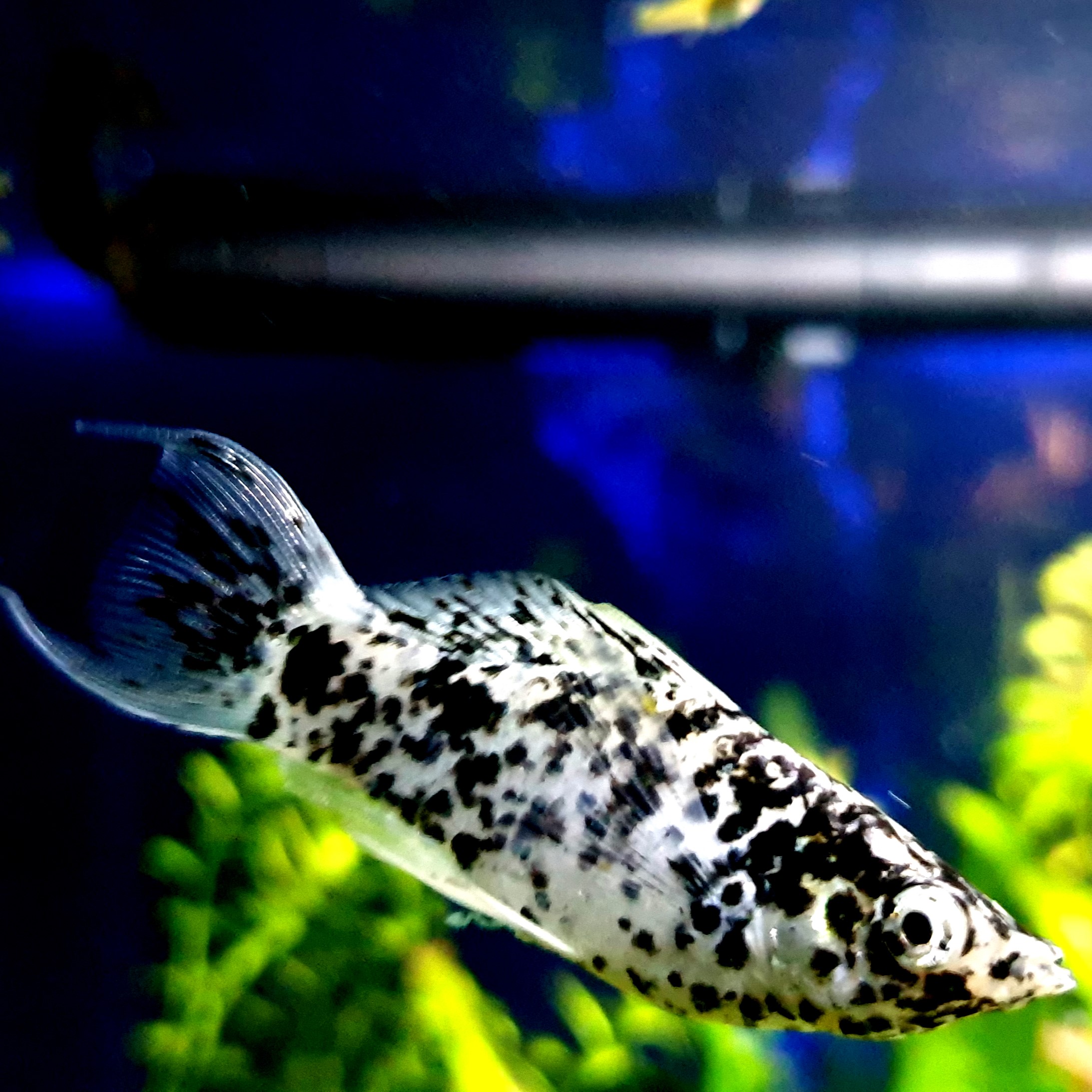 Dalmatian Sailfin Molly