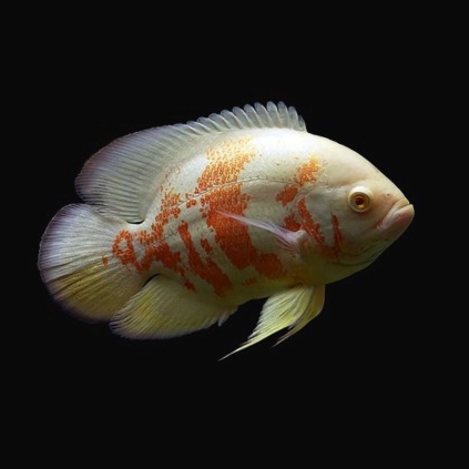 Albino Oscar