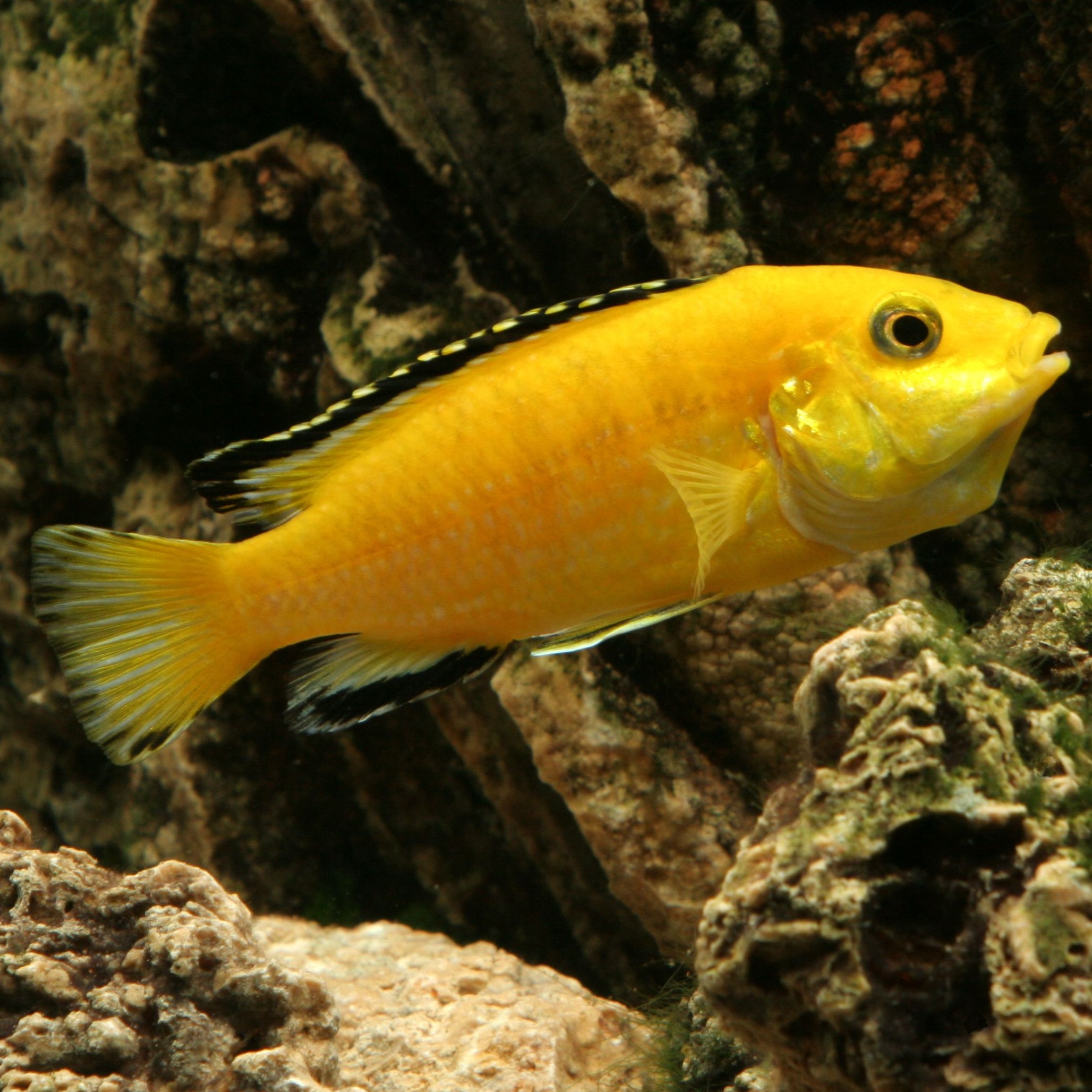 Banana Cichlid