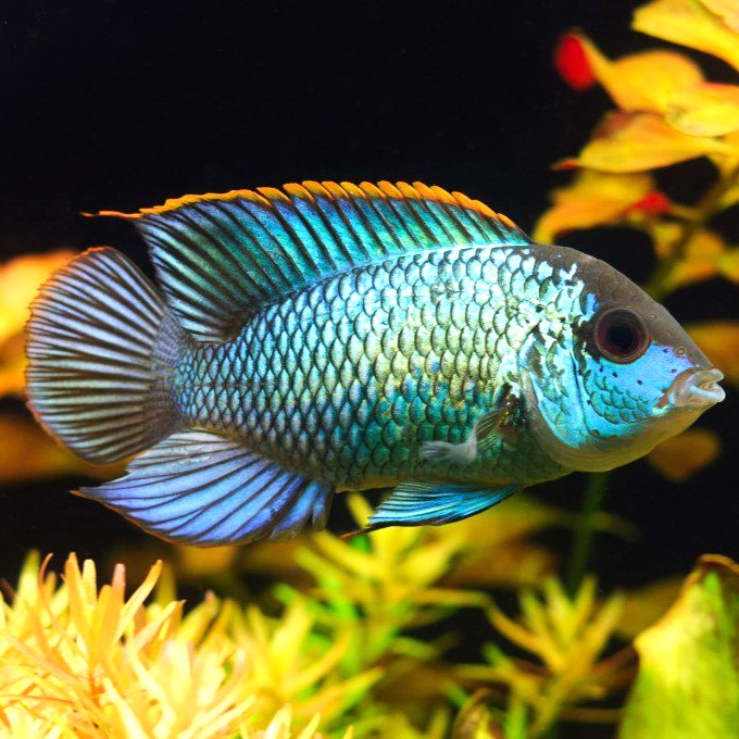 Neon Blue Acara Cichlid